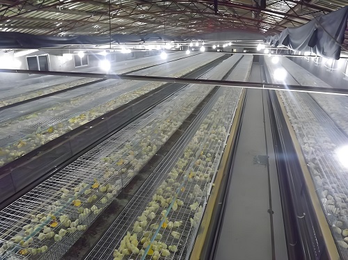 鸡舍钢格栅钢格板案例