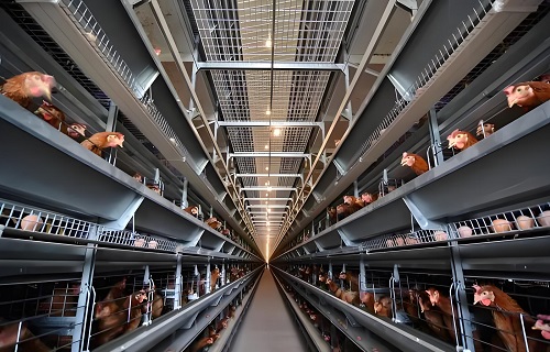 鸡舍钢格栅钢格板案例