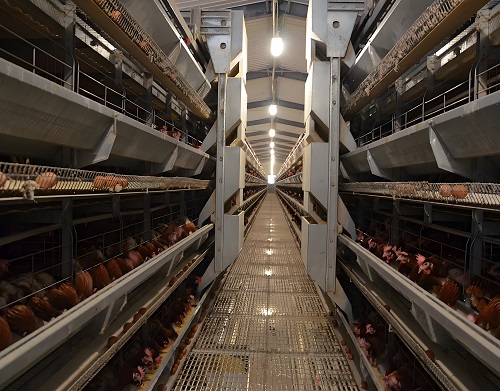 鸡舍钢格栅钢格板案例